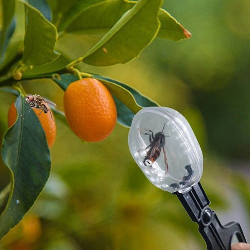 Queen Clips for Bees Queen Catcher Beekeeping Queen Bee