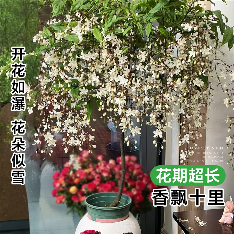 垂丝茉莉盆栽带花苞吊兰垂吊植物四季开花室内外风车茉莉绿植花卉
