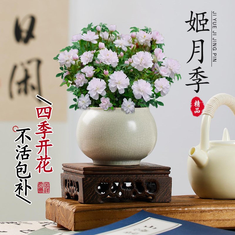 日本姬月季蔷薇玫瑰迷你姬乙女微型植物盆景桌面绿植盆栽四季开花