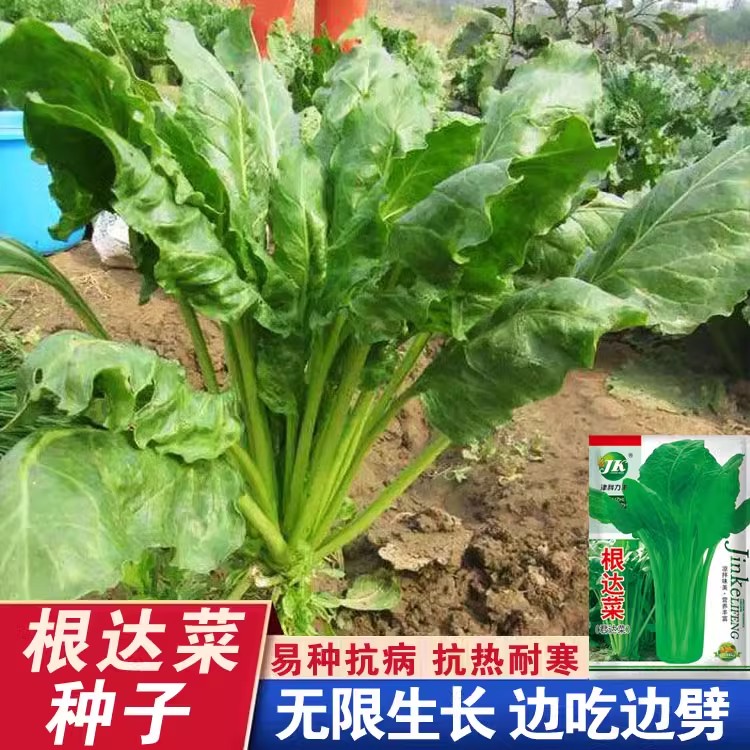 根达菜种子牛皮菜莙荙君达菜种籽易种四季播多年生根达菜蔬菜种孑