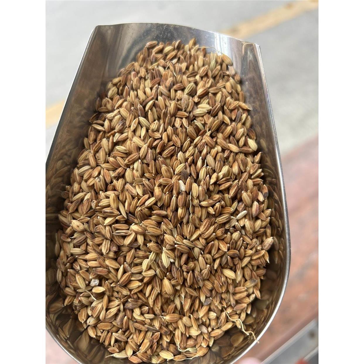 东莞特产香糯谷枣红糯米谷煲水煲粥煲汤香糯水稻谷带壳入伙 伙炒