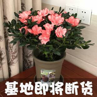 极速花种植好养活适合家里养的绿植懒人室内养殖家庭花卉房间办公