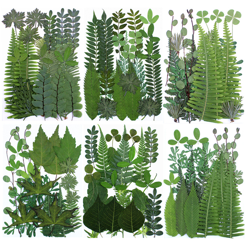 绿叶组合包 真树叶植物标本贴画 干花装饰  干叶片材料包拍摄道具图片