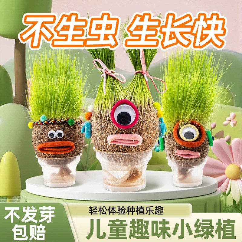 速发草头娃娃创意小桌栽味面摆设趣盆水培植物儿童易成活头上浇水