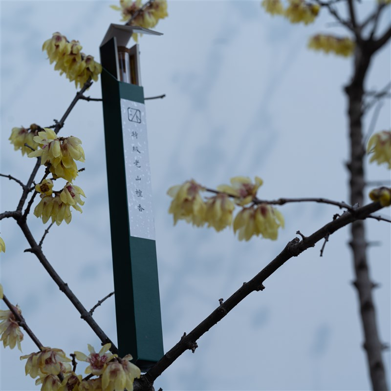 不秋草堂特级老山檀香 印度老山檀单品线香 日常用香