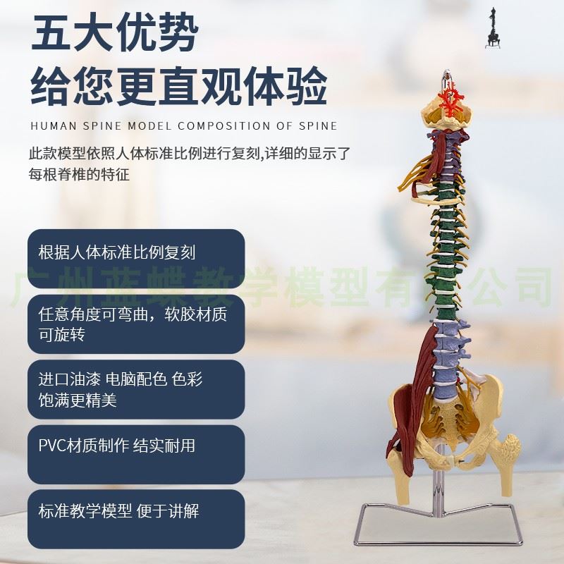 彩色80CM成人脊柱模型附肌肉1:1比例人体脊椎带颈椎胸椎尾椎骨盆