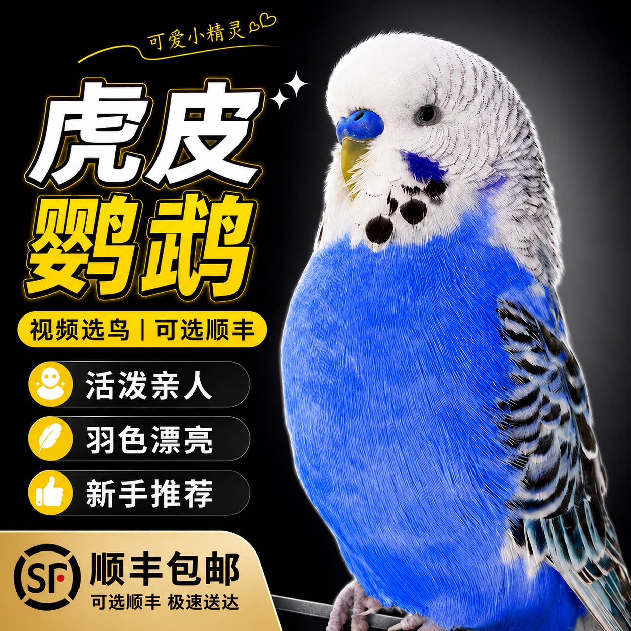 【会说话鹦鹉活鸟】亲人的活鸟纯手养大头虎皮小鸟幼鸟宠物可繁殖