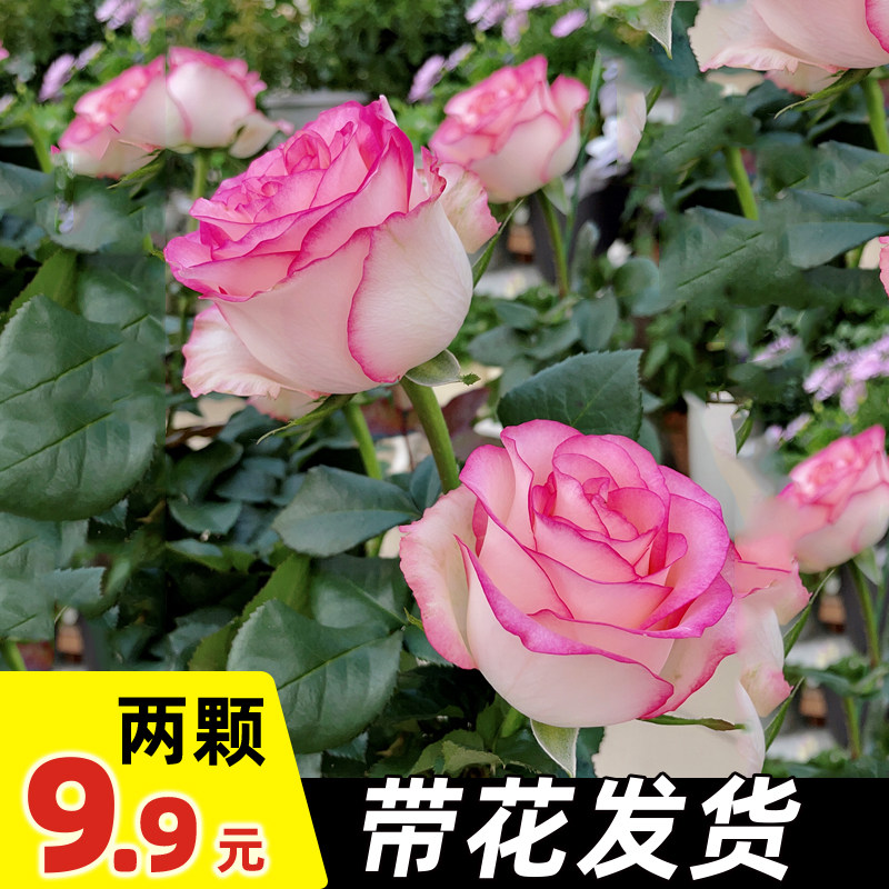 速发玫瑰大苗盆栽月花特花花浓香带花苞台庭院灌木季卉四季开花