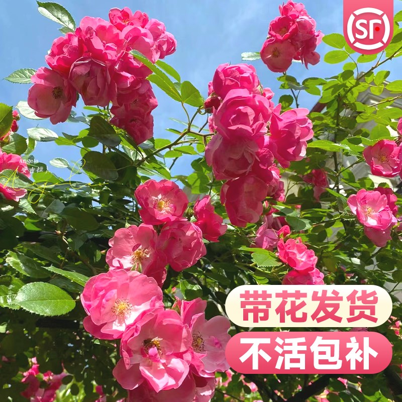 速发安吉拉季薇花苗爬藤四蔷开花月季老桩特大花爬墙龙沙宝石盆栽