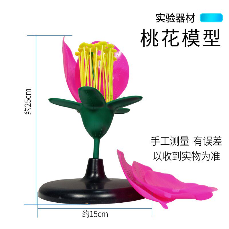 速发桃花模型 初中高中生物实验模型生物教学教具花蕊花瓣模型