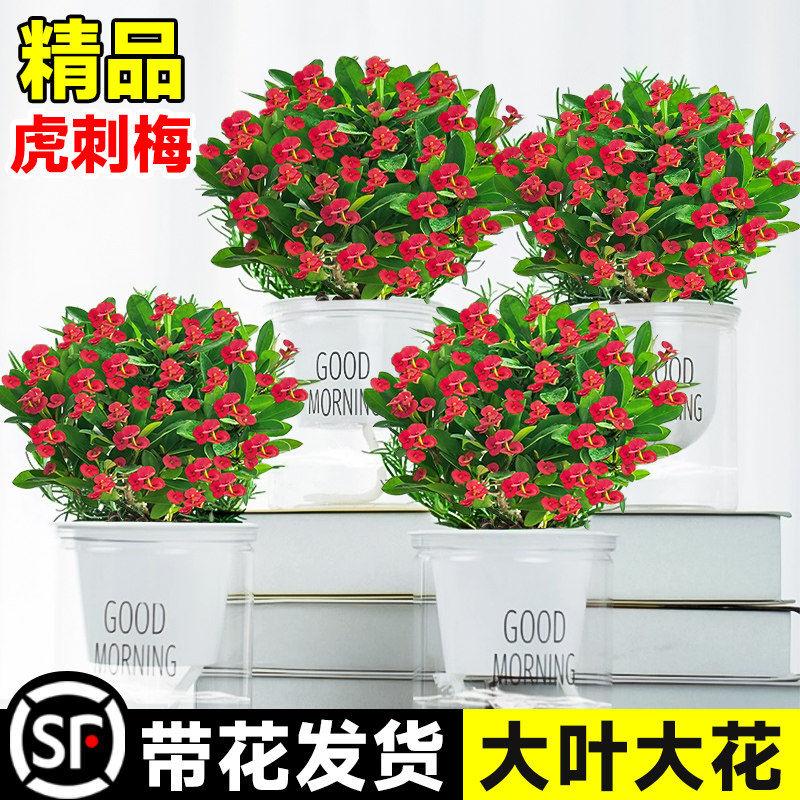 速发虎刺梅盆栽铁海棠办大叶大花五彩四季开花卉植物花公室内台小