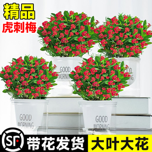 速发虎刺梅盆栽铁海棠办大叶大花五彩四季开花卉植物花公室内台小