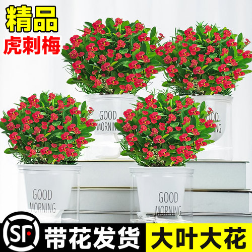 速发虎刺梅盆栽铁海棠办大叶大花五彩四季开花卉植物花公室内台小