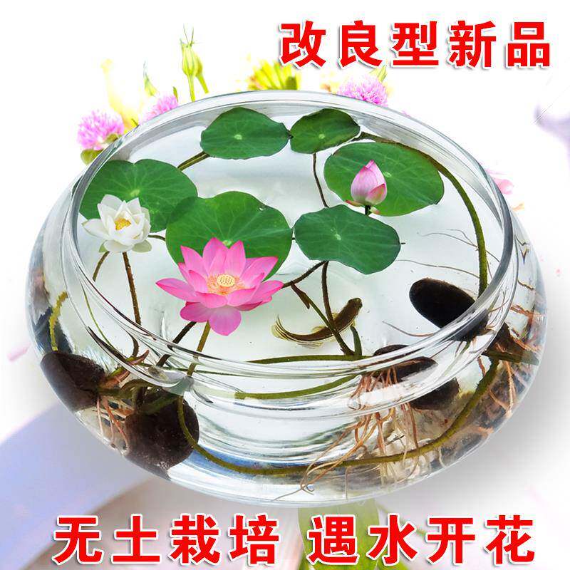 速发鱼花开品大全碗莲睡莲水培植物花卉室内缸好养四季用花一叶莲