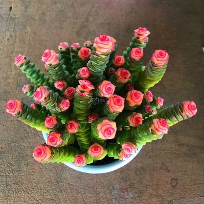 彩色钱串多肉大盆多肉植物钱串子多头群生罕见肉肉室内花盆栽老桩