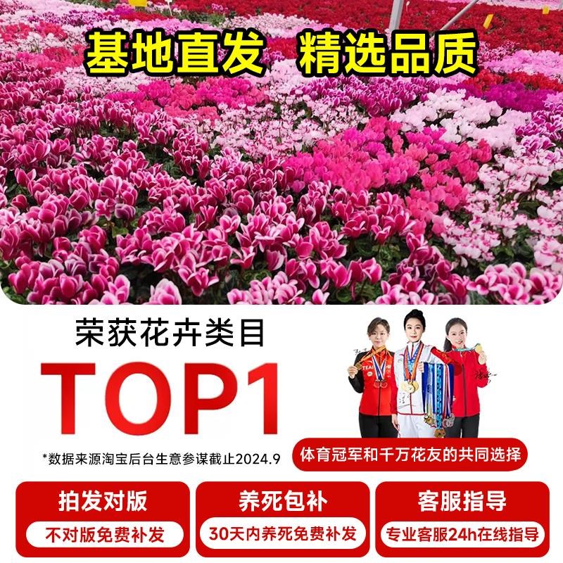 仙客来盆栽带花四季重瓣花苗蝶衣大花小苗特大号名贵花卉大全好养