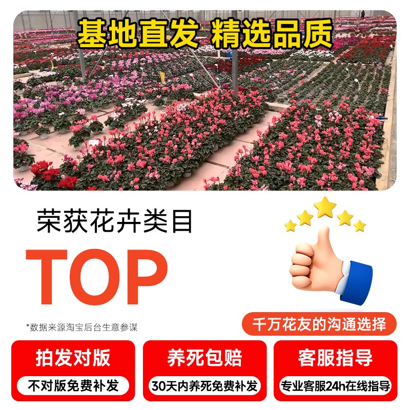 仙客来盆栽带花苞室内花卉重瓣年宵花四季开花好养大花苗观花植物