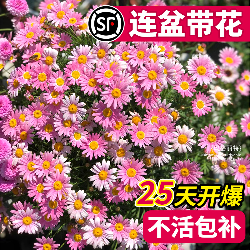 玛格丽特花苗盆栽带花绿植物室内外阳台大花卉蜜糖菊四季开好养活