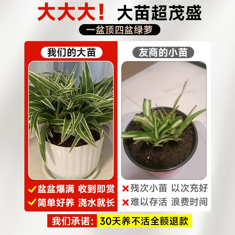 金边吊兰盆栽绿植室内植物垂吊适合懒人养的花卉水培好养金丝吊兰
