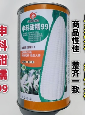 华耘种业申科甜糯99白色加甜糯玉米种子早熟矮杆绿皮大棒春秋季播
