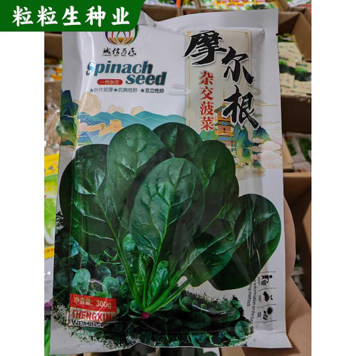摩尔根菠菜种子一代杂交耐寒抗病