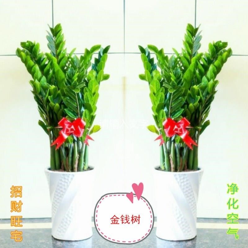 金钱树 a发财树 八方来财 散尾葵 平安树幸福树大型客厅绿植盆栽