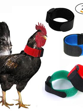 防鸡打鸣神器防孔雀打鸣带防公鸡打鸣专用卡带鸡项圈防鸡鸭鹅乱叫