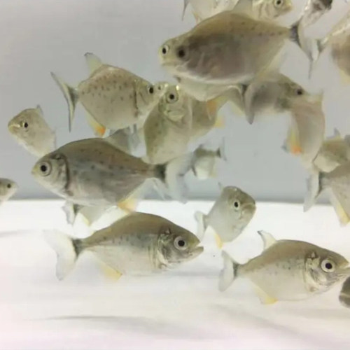 极速南美亚马孙红文鱼活热带鱼淡水凶猛宠物观赏鱼活苗肉食性猛鱼