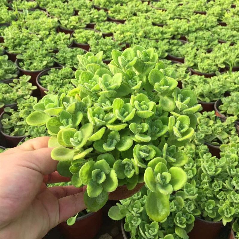 驱蚊草清香木盆栽迷迭香胡椒植物室内花卉四季好养绿植九里香盆景