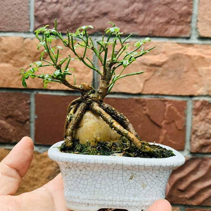 木木三/原生茶台小品豆盆造型盆景 办公桌书桌摆件小精品拇指盆景