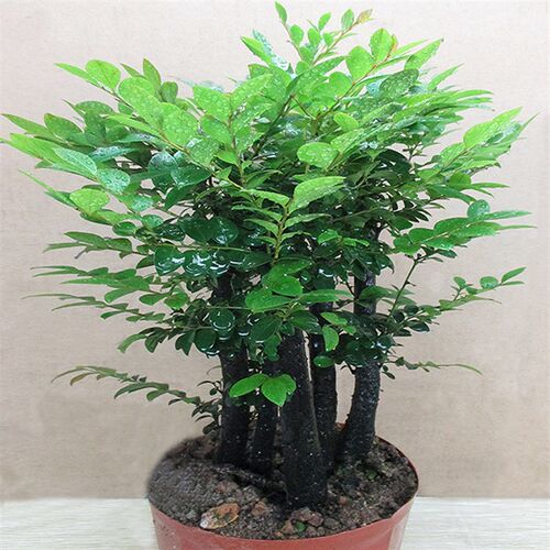 极速小叶紫檀树桩盆景植物花卉盆厅室内客栽桌面辐植四季常青防绿