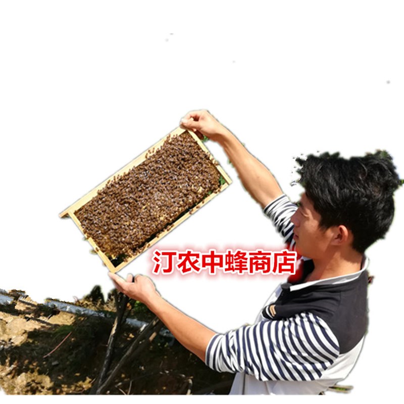 中蜂蜂群带王蜜蜂蜂群养殖带子脾阿坝中蜂带蜂箱中华土蜂出售包邮