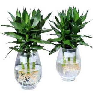 有根富贵禄植盆栽家中绿植办公桌植物花卉办公富贵竹绿色绿植苗
