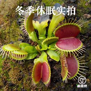 B52捕蝇草大型成株夹子超大食人花食虫草巨夹