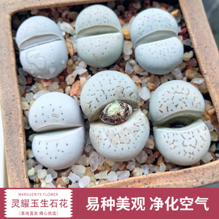 速发灵耀玉生石花大白绫耀玉一肉植物多物一拍套餐组合台好养小盆