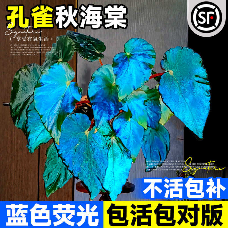 速发孔雀室海棠盆栽滇缅星植室内绿空办公秋台蓝植物小盆栽四季常