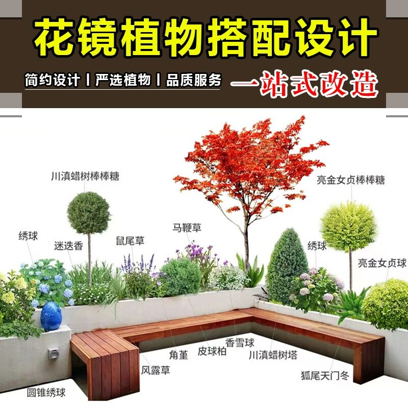 速发绿镜花植亮晶贞棒棒糖庭院植物设景搭配别墅造计造型树佛甲草