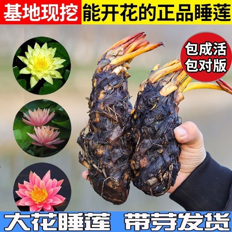 速发睡莲水培植物带碗苞发货池塘荷花盆栽水养莲开根块花莲四季花