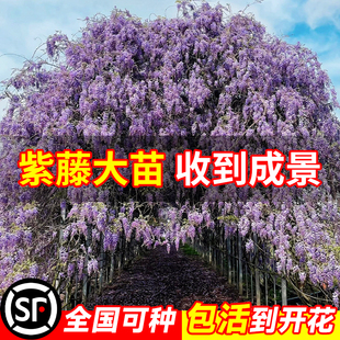 速发紫藤花苗爬藤植物旺老桩普四大斯藤蔓植物爬藤庭院罗季开花卉