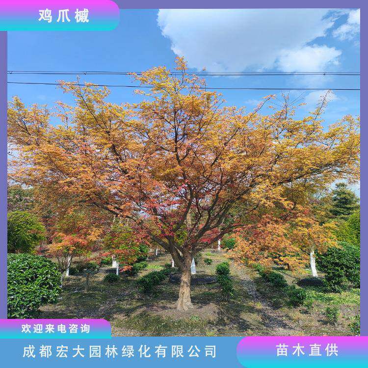 鸡爪槭树基地别墅花园日式庭院观赏树园林绿化枫树行道风景树图片