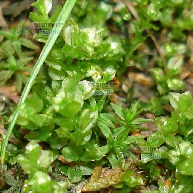 山野选集 匍灯藓 苔藓 雨林缸微景专用 喜水喜阴,机械设备,矿山专用设备,淘宝优惠券,粉丝福利购,淘宝优惠卷