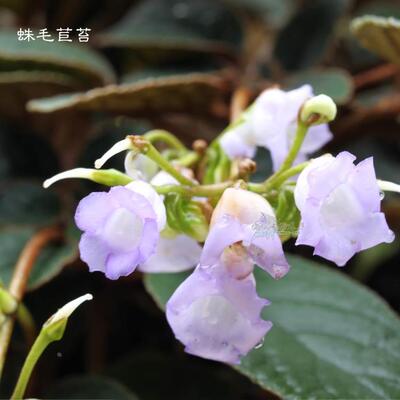 山野选集苦苣苔 蛛毛苣苔 花蓝色 贵州苦苣苔 喜半荫植物六月开花