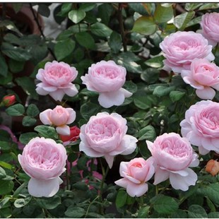 欧月灌木月季瑞典女王花色柔美四季室内观花植物花卉盆栽阳台开花