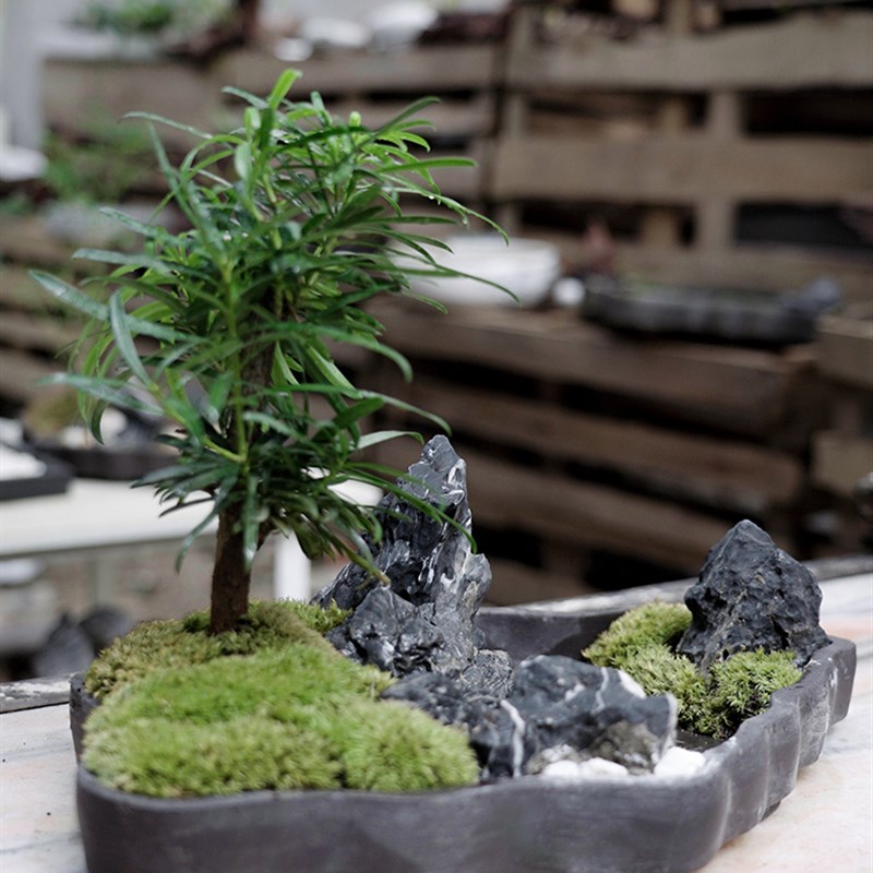 3号老桩绿植罗汉松青龙苔藓石室内盆景办公室客厅茶台装饰好养