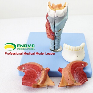 极速进口医学人体喉舌牙模型咽喉解剖头模型甲状腺 医学器官耳鼻