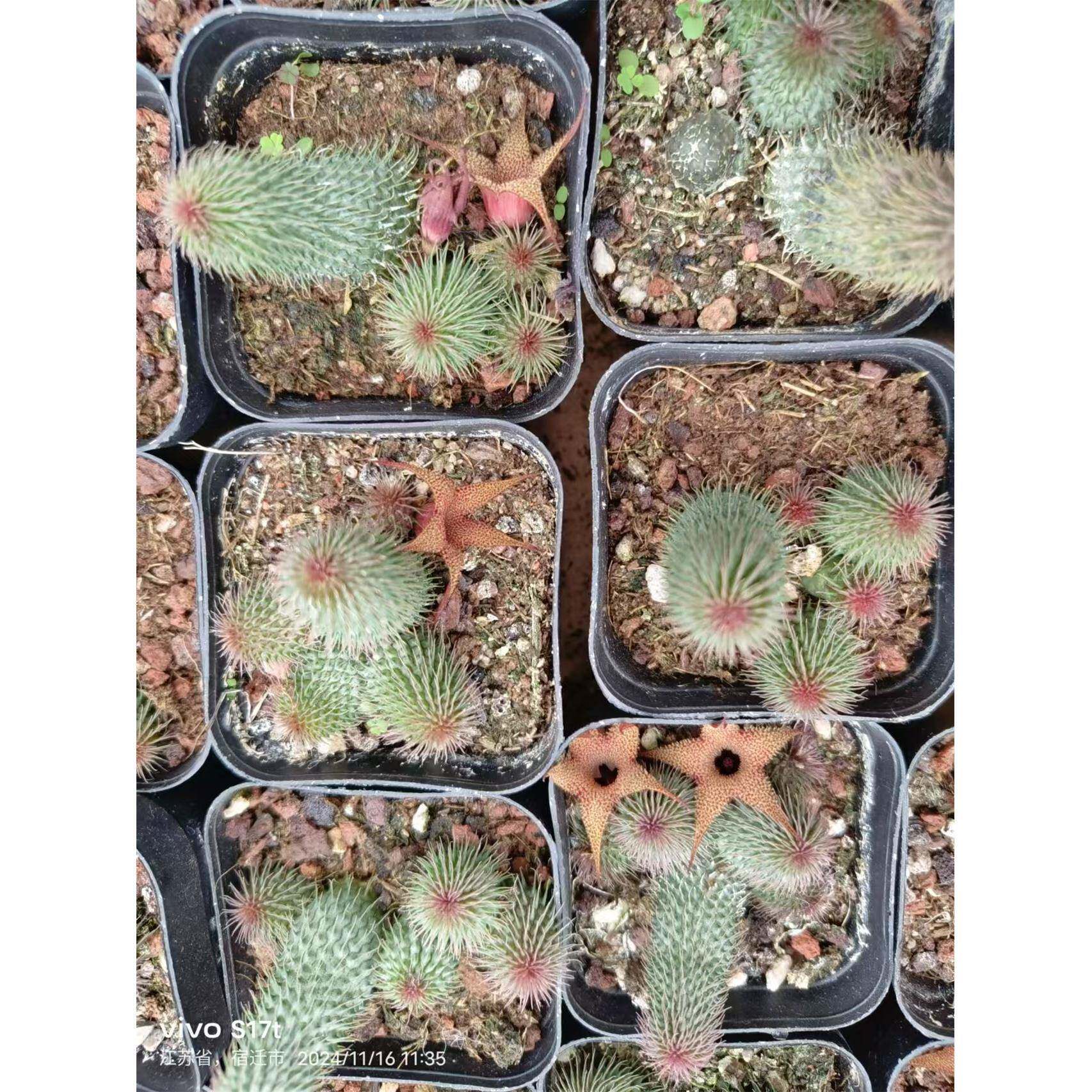 阿修罗 自根稀有奇异花卉萝藦科多肉植物 仙人球