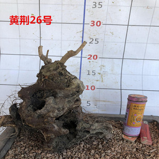 黄荆盆景树桩室外绿植盆栽