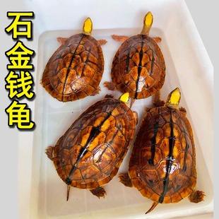 石金钱龟大草龟繁殖种龟中华花草龟超大乌龟可食用活体下蛋龟产蛋