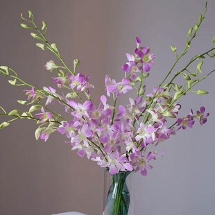 粉色洋兰白色鲜花花束千代兰家用插花室内水培花卉兰花云南直发