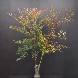 绿植南天竹水养鲜切枝条南天竺云南直发水培植物插花马醉木真树